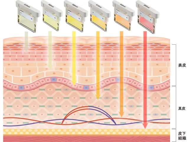 フォトフェイシャルの作用の図