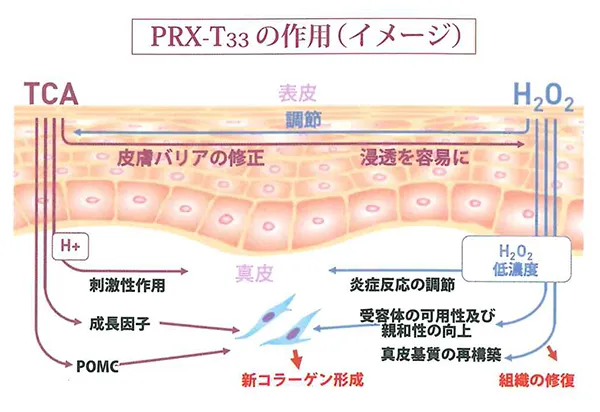 PRX-T33の作用